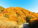 【西沢渓谷】現地に行くも良し遠くから眺めるも良し、紅葉の絶景スポットです。当館よりお車で約50分。