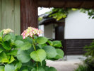 ●夏の景観/門前にきれいに紫陽花が咲いています