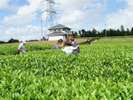 【グリンピア牧之原】 4月下旬〜10月上旬までお茶摘み体験できますよ ホテルから約31km 車で約35分