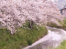 坂本高草川沿いの桜。ホテルから車で約6分、徒歩約30分。