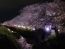 坂本高草川沿いの桜(夜桜)。ホテルから車で約6分、徒歩約30分。