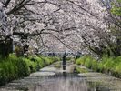 大住黒石川沿いの桜(黒石境橋から国道150号黒石小学校までの黒石川沿い)約1.5km)ホテルから車で約14分