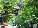 約300株以上の紫陽花が咲き誇る、通称「アジサイ寺」として知られる名所。ホテルから車で約10分