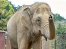 【アジアゾウ】日本平動物園が開園した1969年からずっと日本平動物園の歴史を見守ってきたレジェンド。