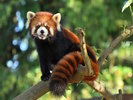 【レッサーパンダ】自然の中で動き回るレッサーパンダの愛らしい姿を間近で観察することができます。