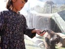 *どうぶつ王国コツメカワウソえさやり(女の子) / 可愛いカワウソにエサやり体験!