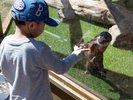 *どうぶつ王国コツメカワウソえさやり(男の子) / コツメカワウソとふれあう特別な時間!