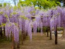 樹齢1200年を超える特別天然記念物の藤