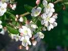 春、庭園に咲く「姫りんごの花」