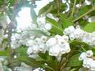 春、庭園に咲く「白いアセビ」