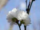 春、庭園に咲く「花桃」