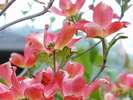 春、庭園に咲く「花見月」