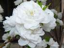 春、庭園に咲く「花桃」