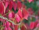 秋、庭園で見られる紅葉「にしきぎ」