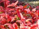 秋、紅色の葉「お多福南天」