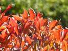 秋、陽光を集める紅の葉「ドウダンツツジ」