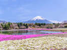 **周辺/富士芝桜まつり(車で60分)富士山と芝桜を両方楽しめる絶景スポット!【4月中旬〜5月下旬】