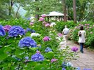 下田のアジサイ祭り。6月30日まで