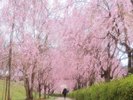 【常陸風土記の丘】しだれ桜のトンネルホテルから車で約30分