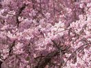 【常陸風土記の丘桜まつり】2026年3月28日(土)から4月26日(日)までホテルから車で約30分
