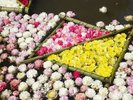 水面に浮かぶ約5,000輪の「花筏(はないかだ)」