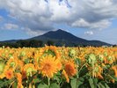 【あけのひまわり】面の黄色と山の緑、青空のコントラストは絶好のフォトスポット。ホテルから車で約20分