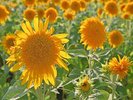 【あけのひまわり】花びらが中心までぎっしり詰まった「八重ひまわり」が100万本以上咲き誇ります