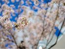 【イメージ】みなとみらいの桜