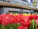 【イメージ】横浜公園のチューリップ