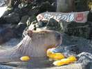 冬の風物詩「カピバラの湯」(シャボテン公園)