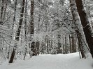 【冬】木々に雪が積もった白銀の景色をお楽しみください。