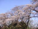1市内の桜マップ【龍城公園】@見頃は4月上旬〜中旬。徒歩5分。ホテルのお部屋からでも(^_-)-☆