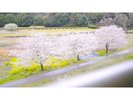 2階から眺める桜
