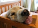 ワンちゃんと楽しく!