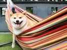 ワンちゃんと楽しく!