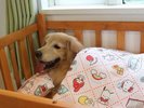 ワンちゃんと楽しく!