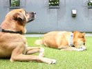 ワンちゃんと楽しく!