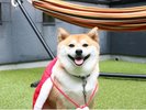 ワンちゃんと一緒に!