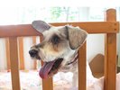 ワンちゃんと一緒に!