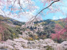 【春】敷地内の桜の木は約3000本!美しい桃色に染まる山がお楽しみいただけます♪