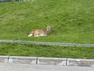 当館のすぐ裏手に野生のエゾシカが遊びに来ますよ。2mぐらいから撮影しました。