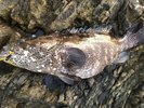 【クエ】料理長自ら釣り上げた黒潮の高級魚!足摺サニーサイドホテルならではの逸品です!
