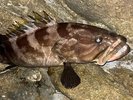 【クエ】料理長自ら釣り上げた黒潮の高級魚!足摺サニーサイドホテルならではの逸品です!