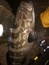【クエ】料理長自ら釣り上げた黒潮の高級魚!足摺サニーサイドホテルならではの逸品です!