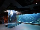 【観光画像】旭山動物園