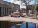 【観光画像】旭山動物園