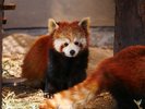 【観光画像】旭山動物園
