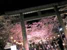 夜桜宴会!桜の木の下で春の夜をお楽しみくださいませ♪