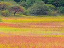 秋の小田代原では、草紅葉が広がる美しい光景を見ることができます。