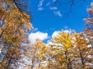 紅葉の季節には、美しいミズナラの紅葉が見られる小田代原。